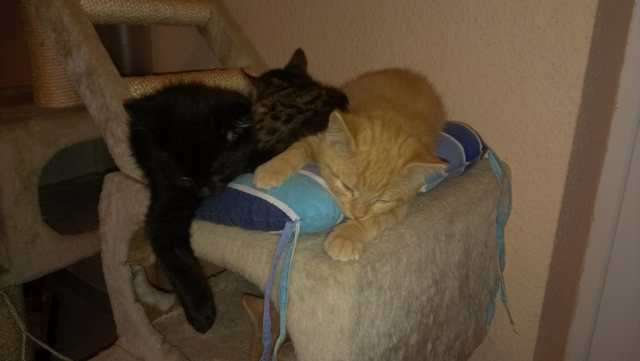 Blh-Mix-Katerchen